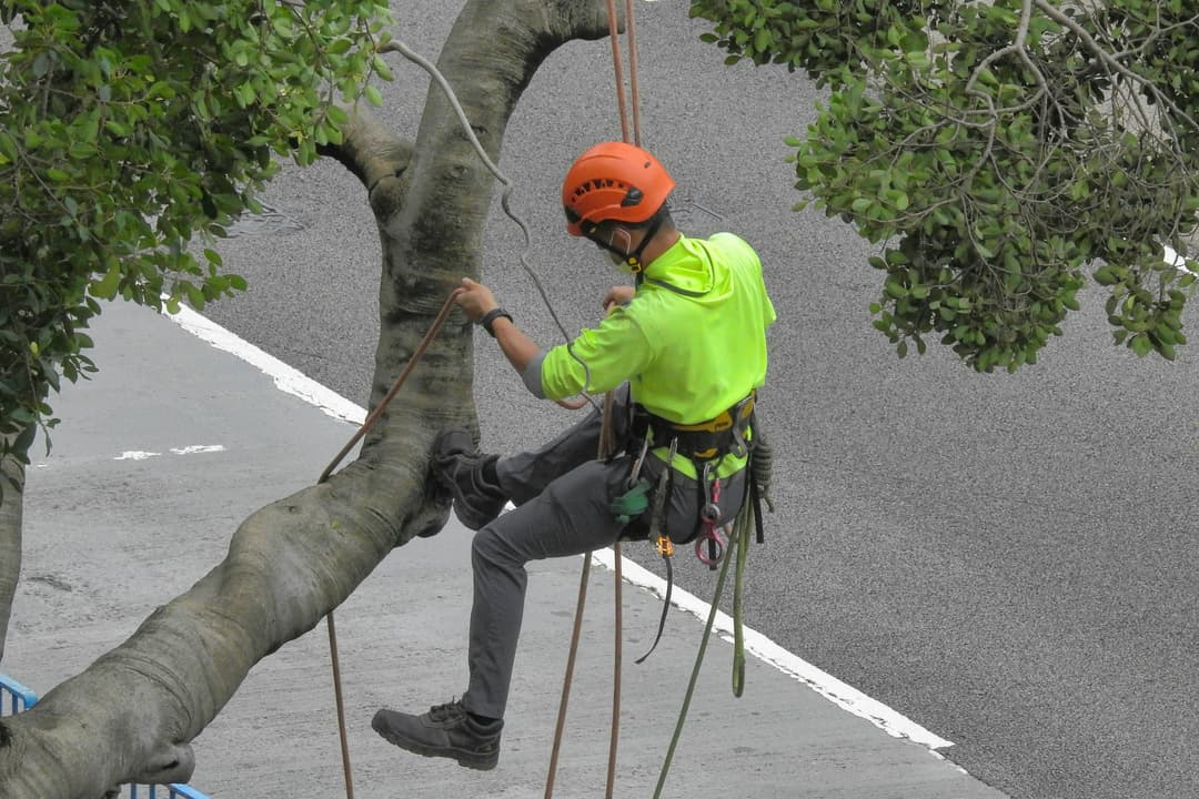 Tree Service