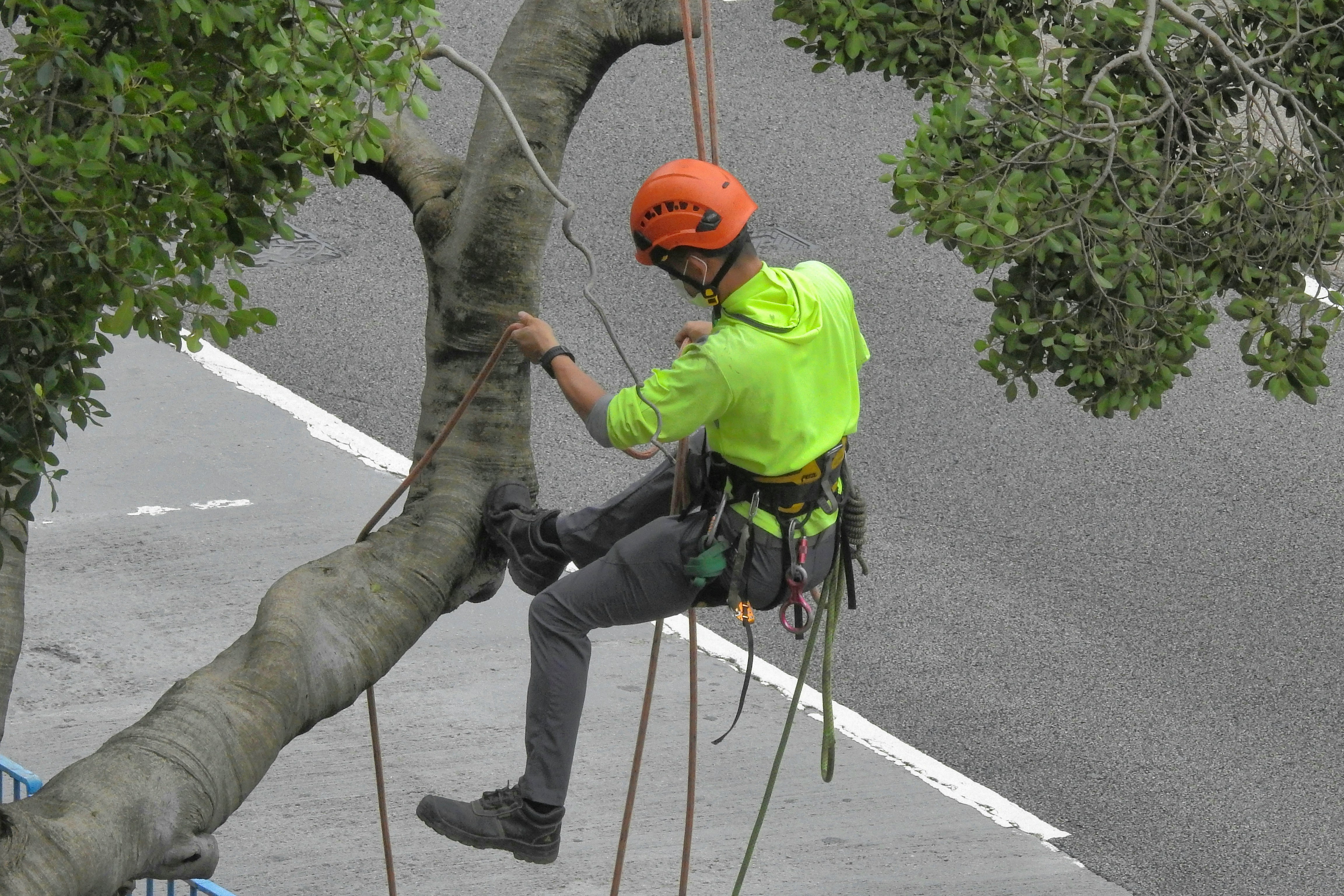 Tree Service